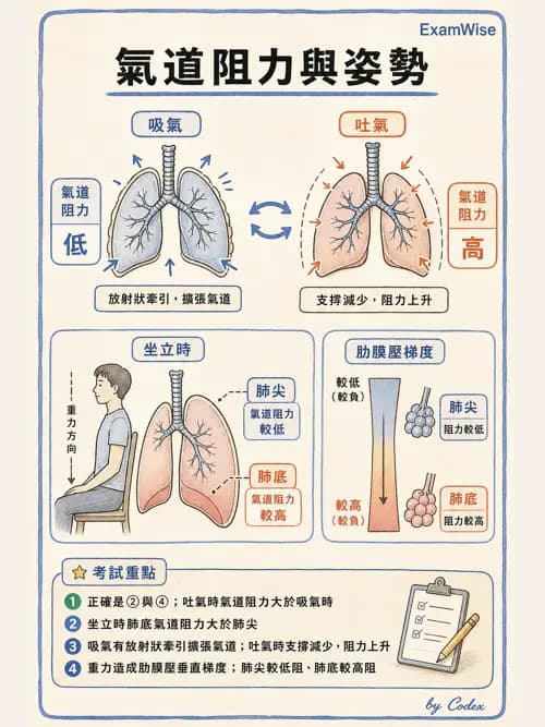 呼吸治療師 - 機械通氣生理 - AI 圖文解析預覽
