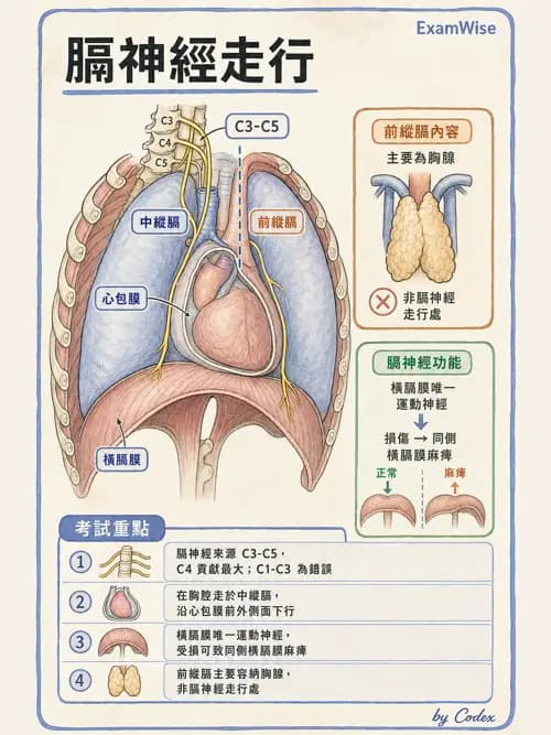 呼吸治療師 - 肺臟血流與神經支配 - AI 圖文解析預覽