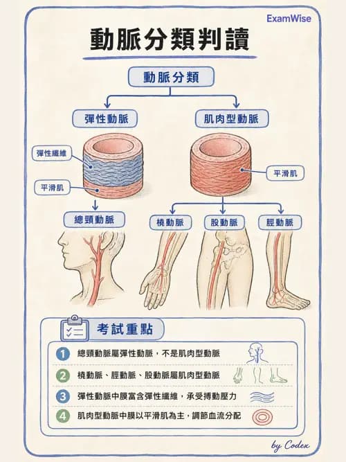 呼吸治療師 - 心臟與循環解剖 - AI 圖文解析預覽