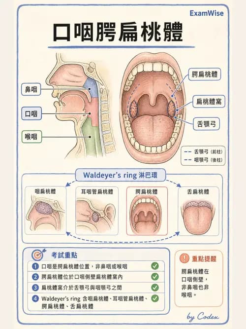 呼吸治療師 - 呼吸系統構造與發展 - AI 圖文解析預覽