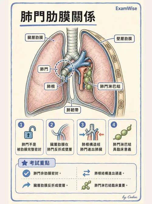 呼吸治療師 - 呼吸系統構造與發展 - AI 圖文解析預覽