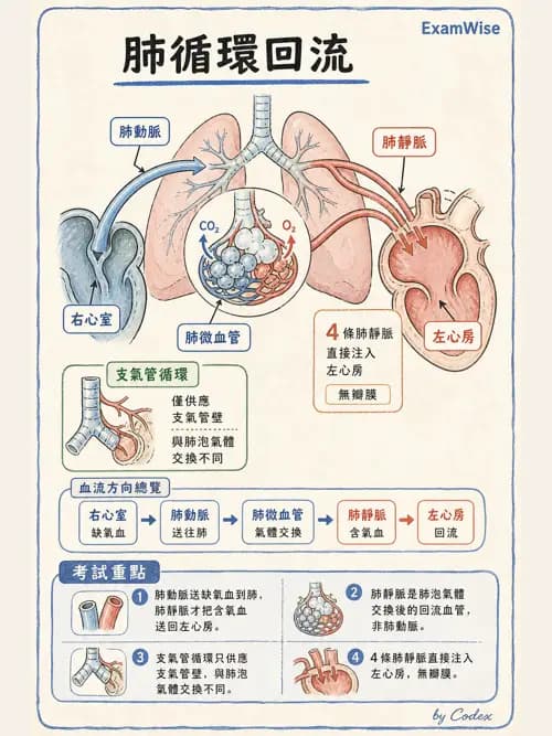呼吸治療師 - 肺臟血流與神經支配 - AI 圖文解析預覽