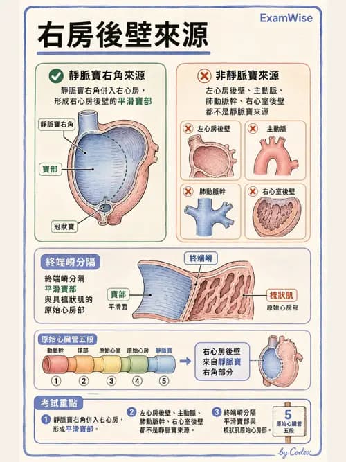 呼吸治療師 - 心臟與循環解剖 - AI 圖文解析預覽