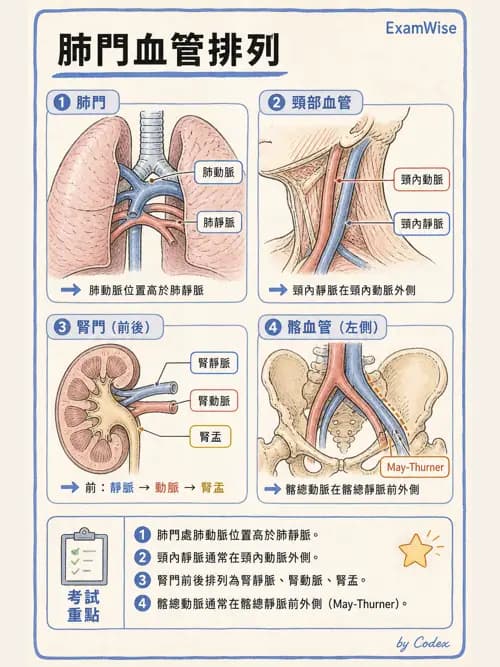 呼吸治療師 - 心臟與循環解剖 - AI 圖文解析預覽