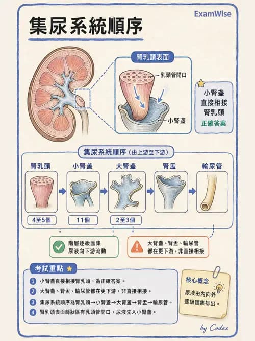 呼吸治療師 - 腎臟解剖 - AI 圖文解析預覽