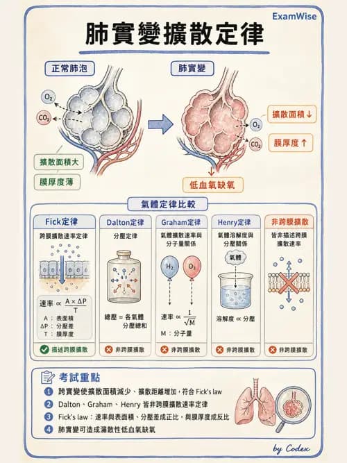 呼吸治療師 - 氣體擴散、交換與肺部代謝 - AI 圖文解析預覽