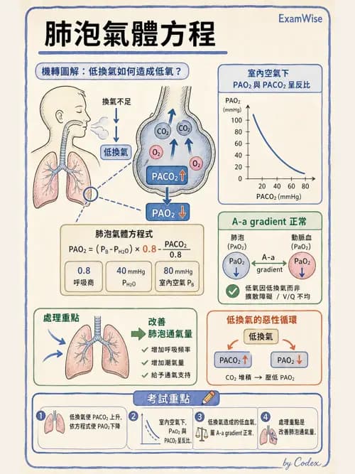 呼吸治療師 - 通氣、呼吸力學與控制 - AI 圖文解析預覽