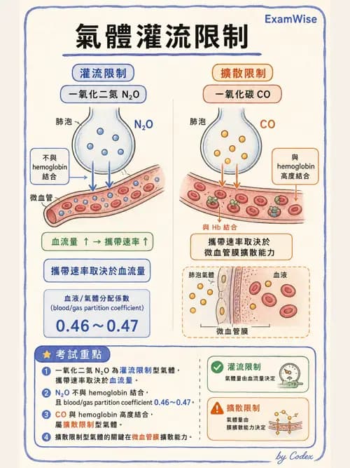 呼吸治療師 - 氣體擴散、交換與肺部代謝 - AI 圖文解析預覽