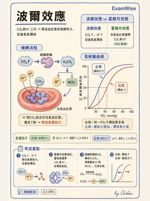 呼吸治療師 - 氣體擴散、交換與肺部代謝 - AI 圖文解析預覽