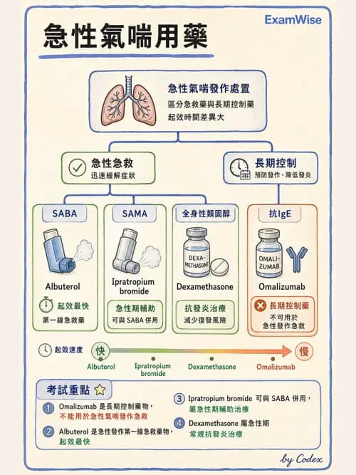 呼吸治療師 - 呼吸系統藥物 - AI 圖文解析預覽