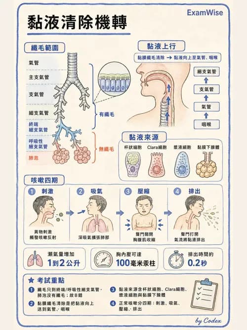 呼吸治療師 - 痰液清除與擴張治療 - AI 圖文解析預覽
