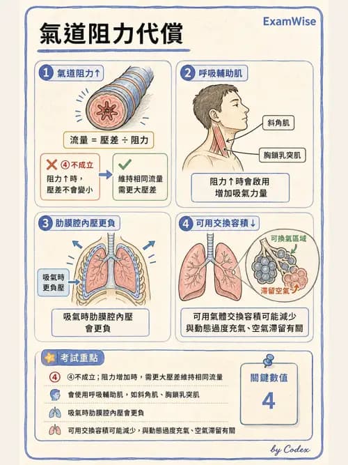 呼吸治療師 - 機械通氣生理 - AI 圖文解析預覽