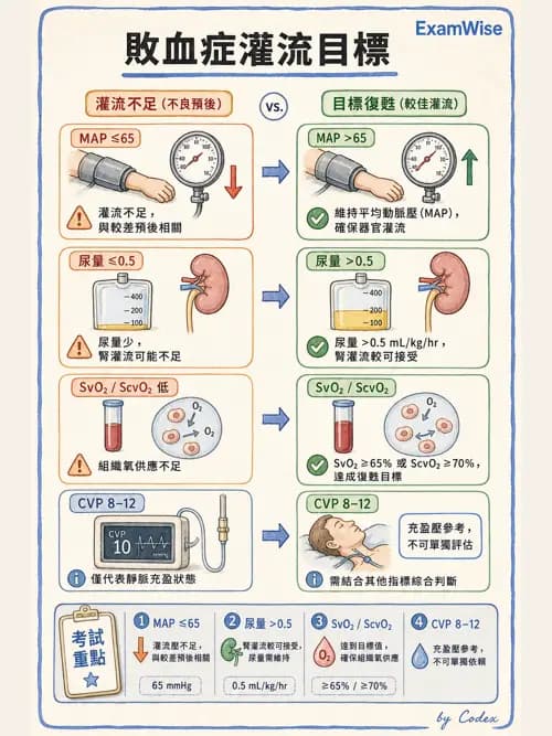 呼吸治療師 - 休克、敗血症與多器官衰竭 - AI 圖文解析預覽