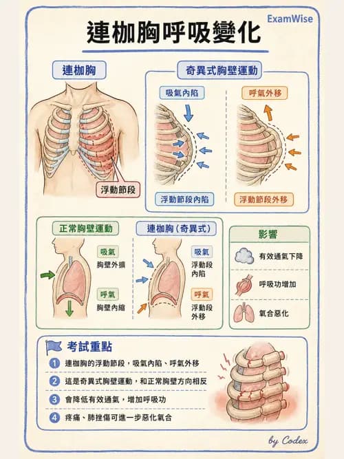 呼吸治療師 - 外力傷害與胸廓病變 - AI 圖文解析預覽