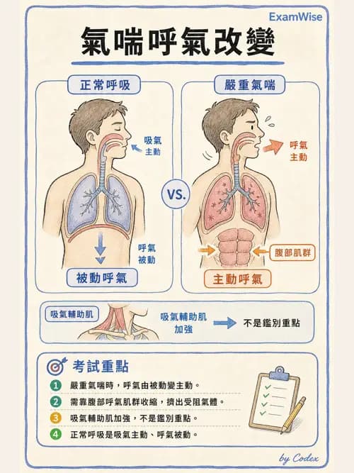 呼吸治療師 - 胸廓、肋膜與呼吸肌肉 - AI 圖文解析預覽