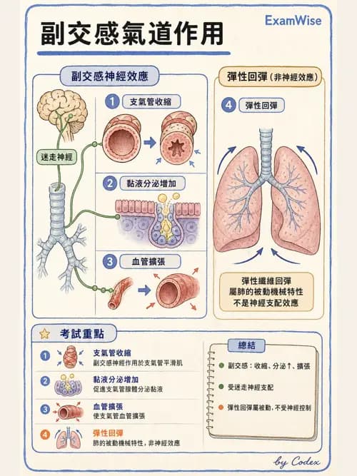 呼吸治療師 - 肺臟血流與神經支配 - AI 圖文解析預覽