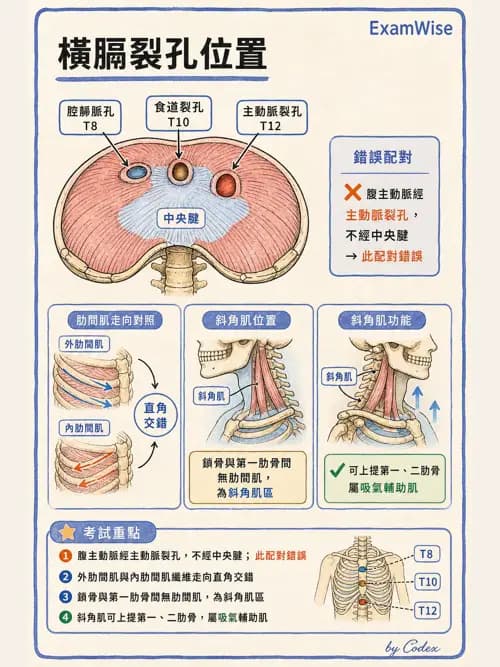 呼吸治療師 - 胸廓、肋膜與呼吸肌肉 - AI 圖文解析預覽
