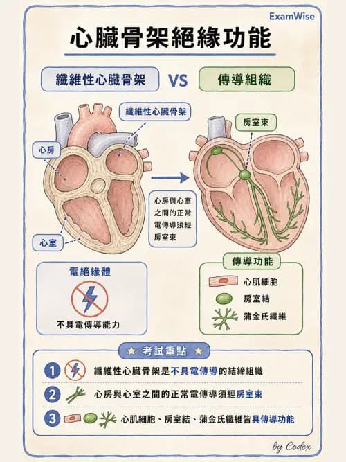 呼吸治療師 - 心臟與循環解剖 - AI 圖文解析預覽