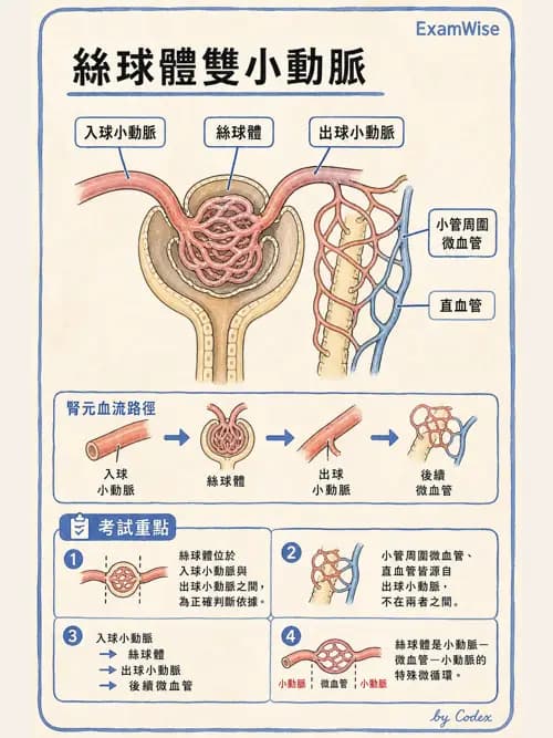 呼吸治療師 - 腎臟解剖 - AI 圖文解析預覽