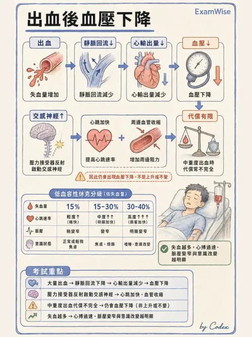 呼吸治療師 - 心臟生理與血液動力學 - AI 圖文解析預覽