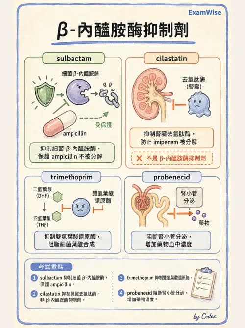呼吸治療師 - 藥理學概論與抗感染藥物 - AI 圖文解析預覽