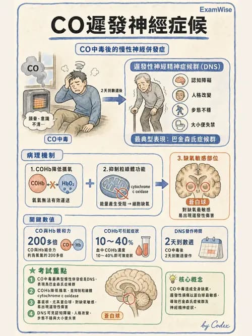 呼吸治療師 - 高壓氧治療 - AI 圖文解析預覽