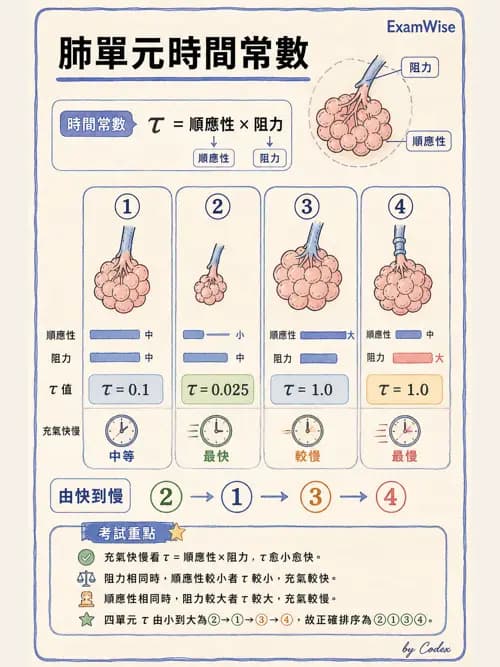 呼吸治療師 - 機械通氣生理 - AI 圖文解析預覽