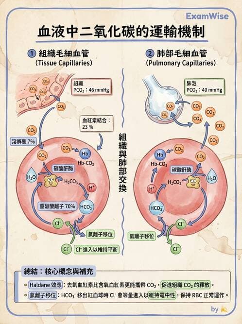 護理師 - 呼吸系統 - AI 圖文解析預覽