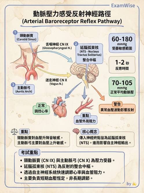 護理師 - 腦功能、自主神經與感覺 - AI 圖文解析預覽