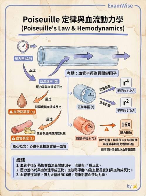 護理師 - 循環系統 - AI 圖文解析預覽