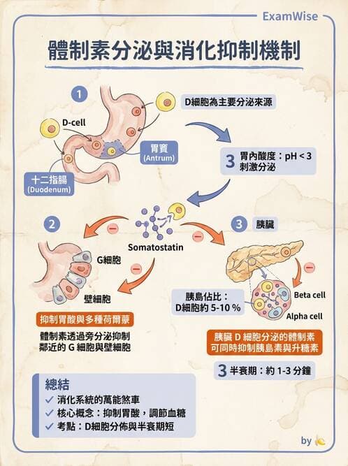 護理師 - 消化系統 - AI 圖文解析預覽