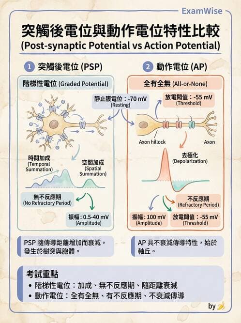 護理師 - 神經傳導、突觸與反射 - AI 圖文解析預覽