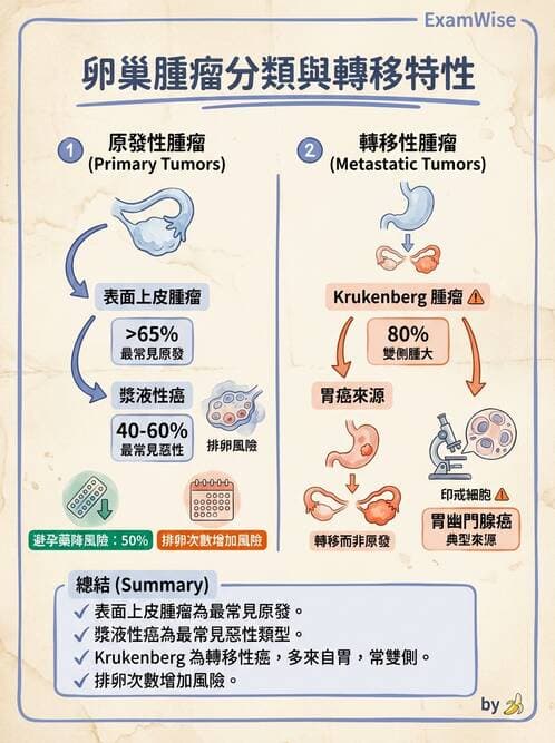 護理師 - 女性生殖系統及乳房 - AI 圖文解析預覽