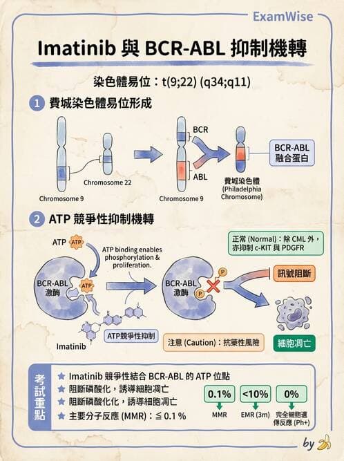 護理師 - 化學治療與免疫調節藥物 - AI 圖文解析預覽