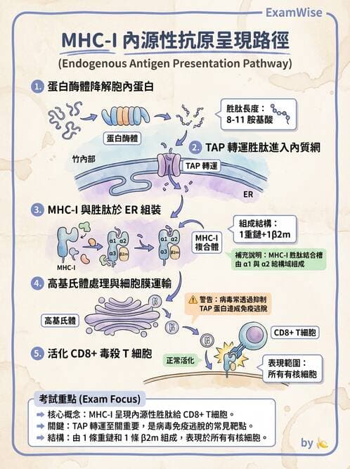 護理師 - 免疫系統組成、抗原-抗體、補體、先天性免疫 - AI 圖文解析預覽