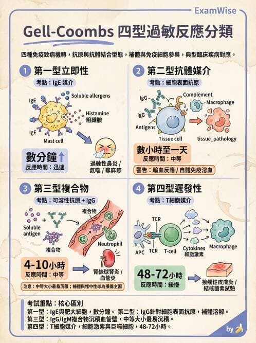 護理師 - 臨床免疫:免疫異常 - AI 圖文解析預覽