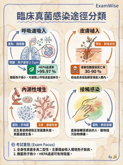 護理師 - 黴菌學概論 - AI 圖文解析預覽