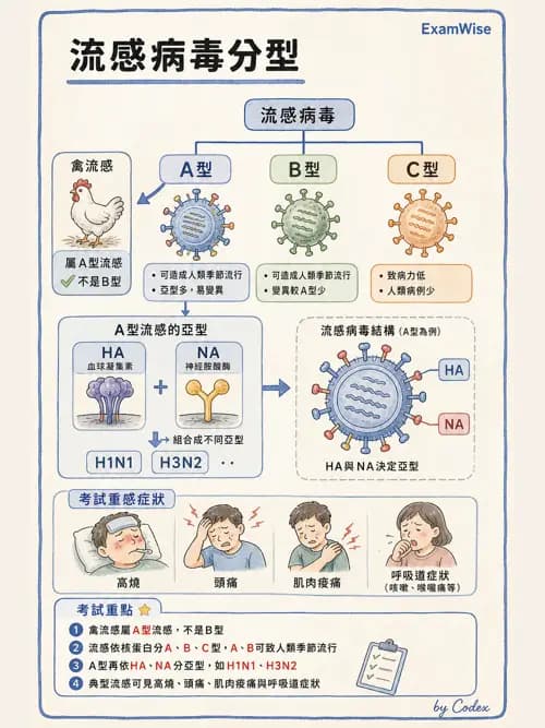 呼吸治療師 - 感染性肺疾 - AI 圖文解析預覽