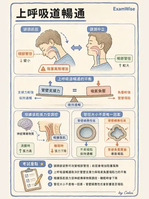 呼吸治療師 - 睡眠相關呼吸障礙 - AI 圖文解析預覽