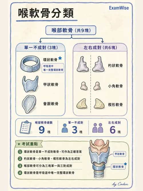 呼吸治療師 - 呼吸系統構造與發展 - AI 圖文解析預覽
