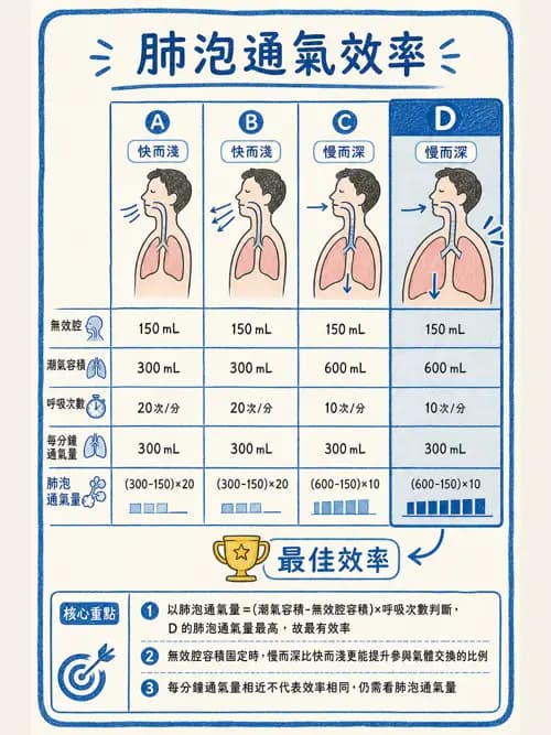 呼吸治療師 - 通氣、呼吸力學與控制 - AI 圖文解析預覽