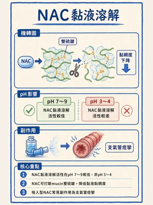 呼吸治療師 - 呼吸系統藥物 - AI 圖文解析預覽