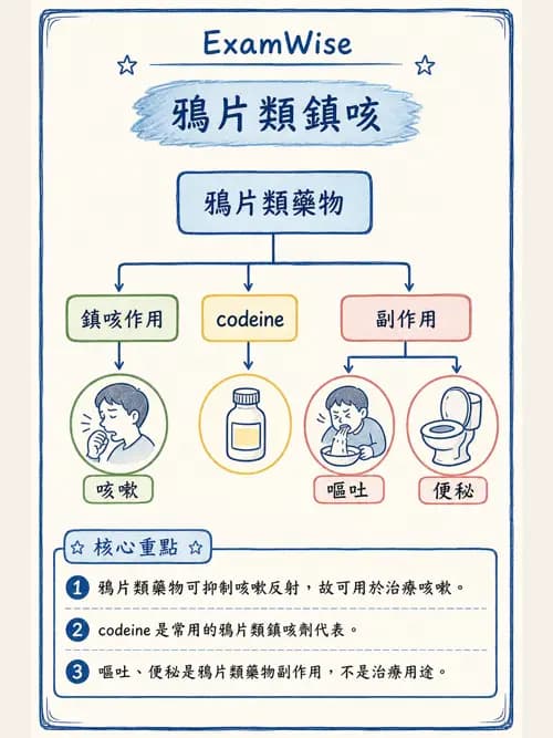 呼吸治療師 - 呼吸系統藥物 - AI 圖文解析預覽