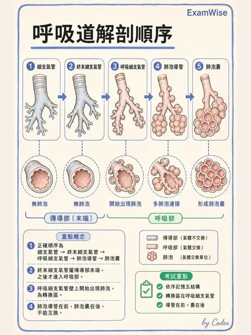 呼吸治療師 - 呼吸系統構造與發展 - AI 圖文解析預覽