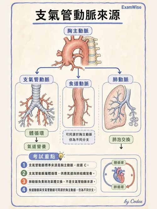 呼吸治療師 - 肺臟血流與神經支配 - AI 圖文解析預覽