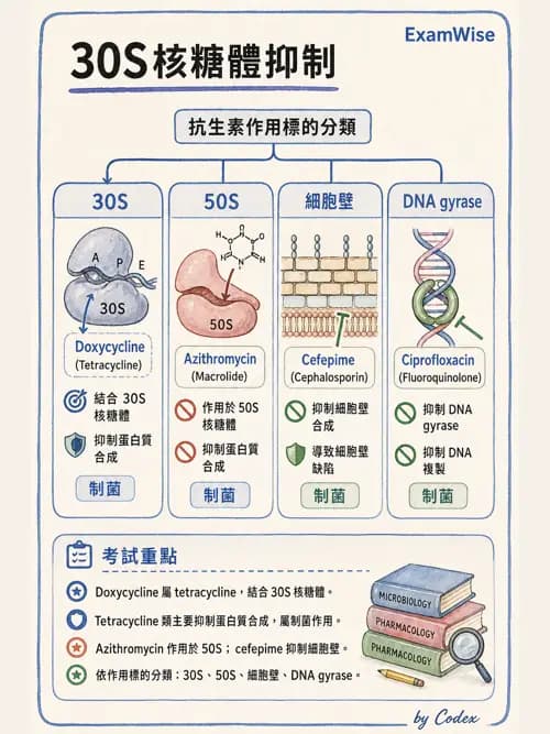 呼吸治療師 - 藥理學概論與抗感染藥物 - AI 圖文解析預覽