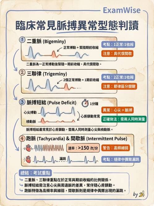 護理師 - 循環評估(脈搏與血壓) - AI 圖文解析預覽