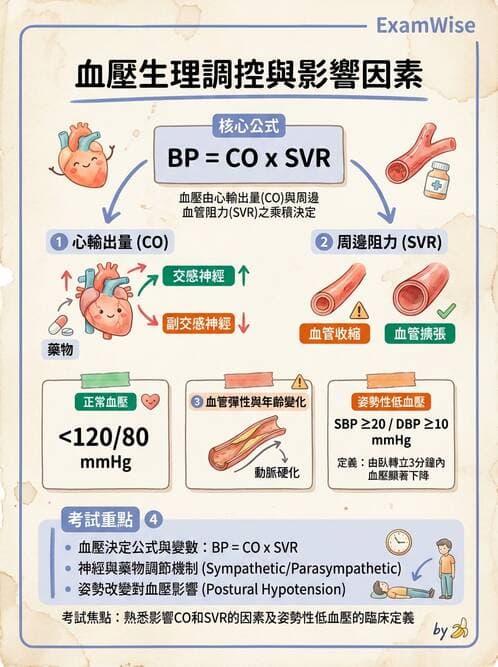護理師 - 循環評估(脈搏與血壓) - AI 圖文解析預覽