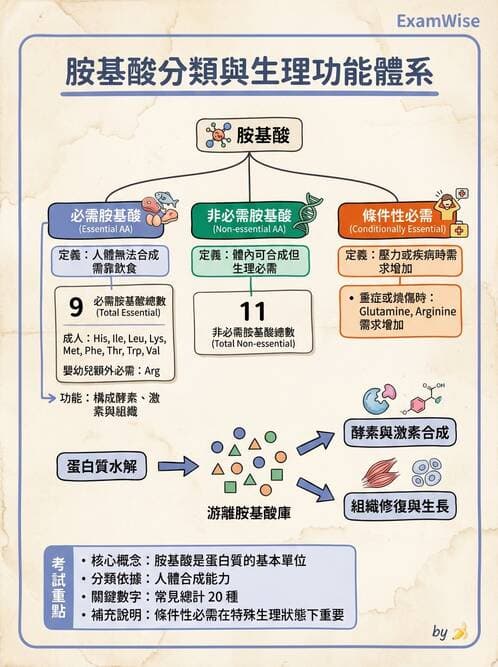 護理師 - 營養與管灌飲食 - AI 圖文解析預覽