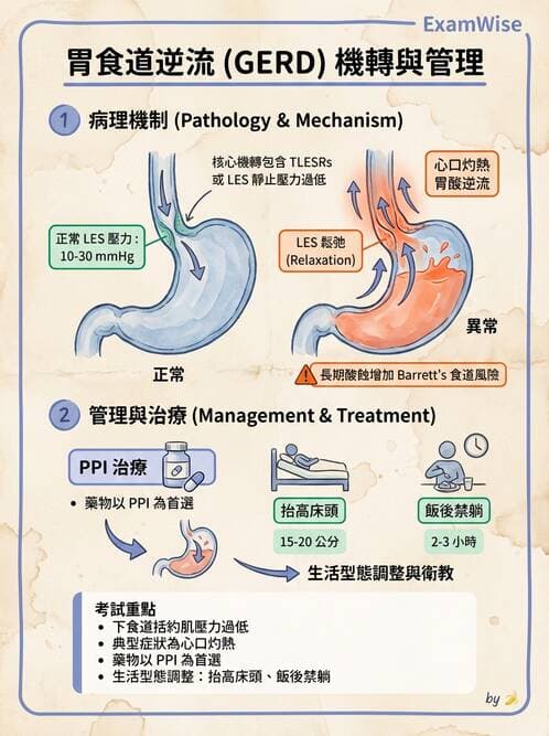 護理師 - 上消化道疾病 - AI 圖文解析預覽